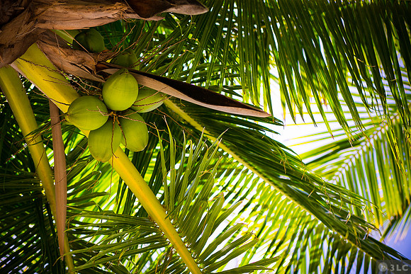 Hanging Coconuts